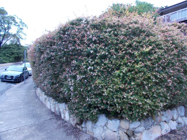 My Gardening Archive Pink Abelia Edward Goucher