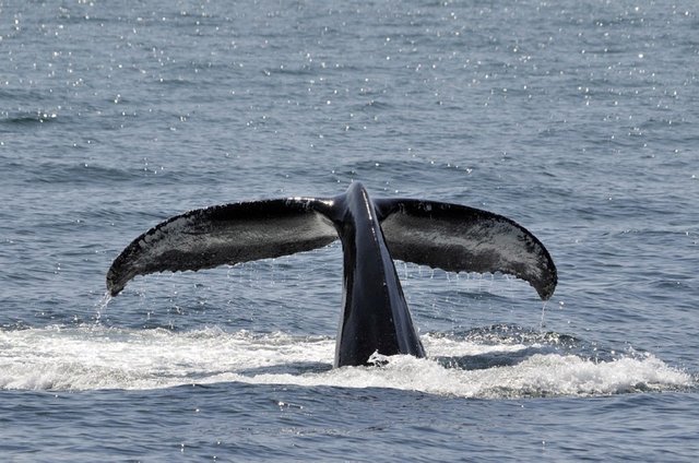 humpback-whale-1033975_960_720.jpg