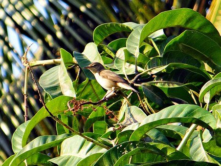 common-chiffchaff-290058__340.jpg