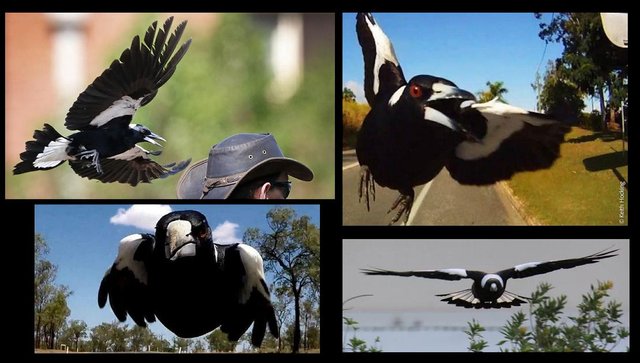 magpie collage.jpg