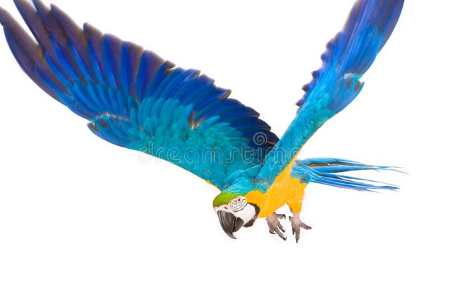 bright-ara-parrot-flying-23935331.jpg