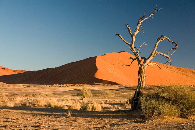 800px-Thorn_Tree_Sossusvlei_Namib_Desert_Namibia_Luca_Galuzzi_2004.JPG