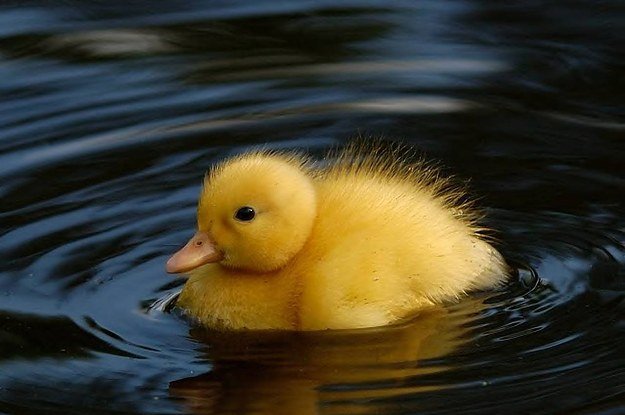 baby-ducks-on-a-waterslide-yes-please-2-8264-1413311329-7_dblbig.jpg