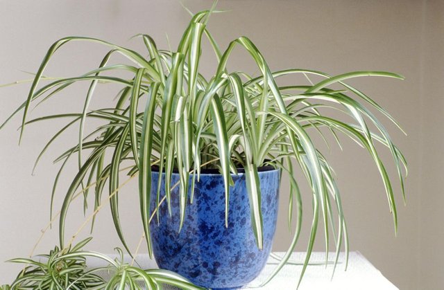 spider plant.jpg