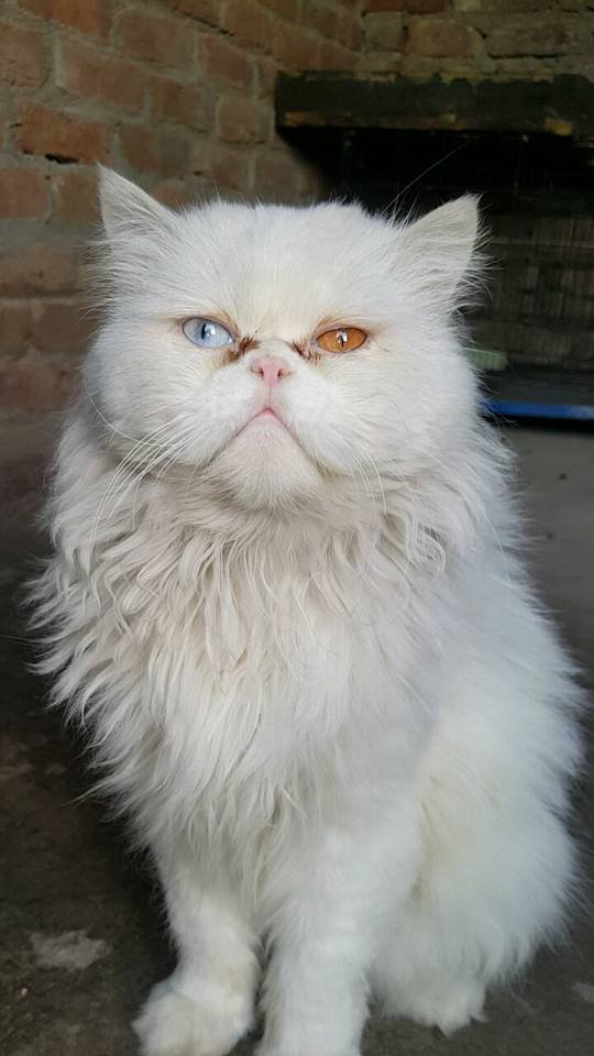 Some Random Captured Of My Sister Cat Cat Lovers Please Review