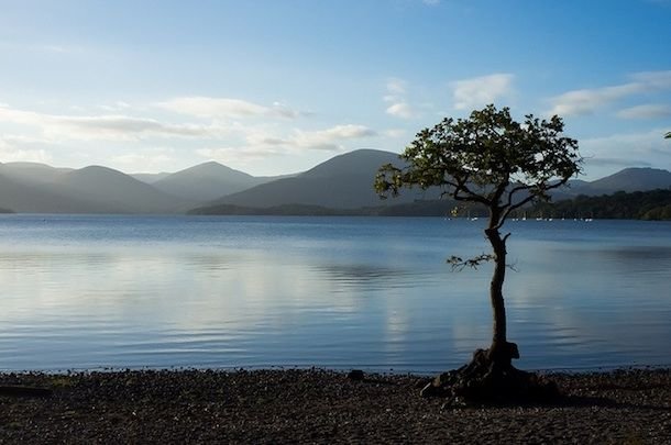 LAKE-TREE.jpg