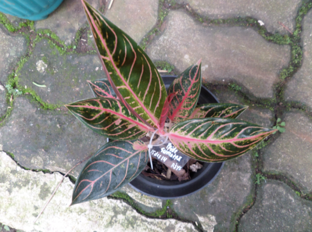 tanaman-hias-aglaonema-oride-of-sumatra.png