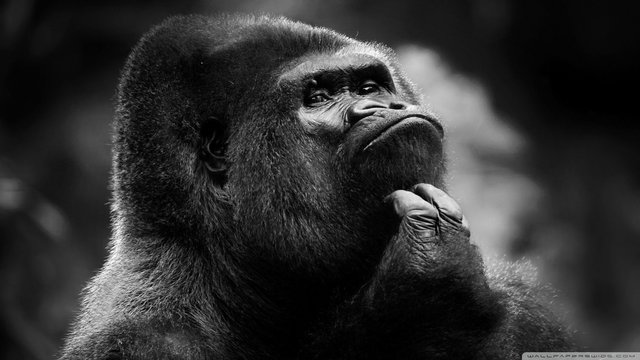 thoughtful_gorilla_bw-wallpaper-1920x1080.jpg