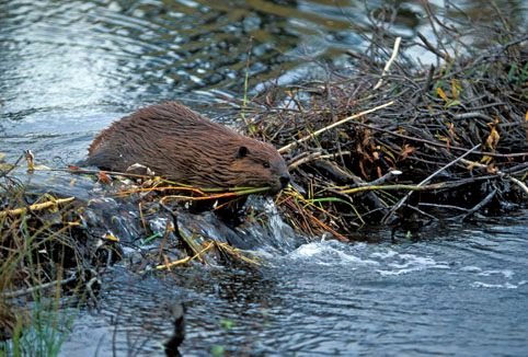 The Beaver — Steemit