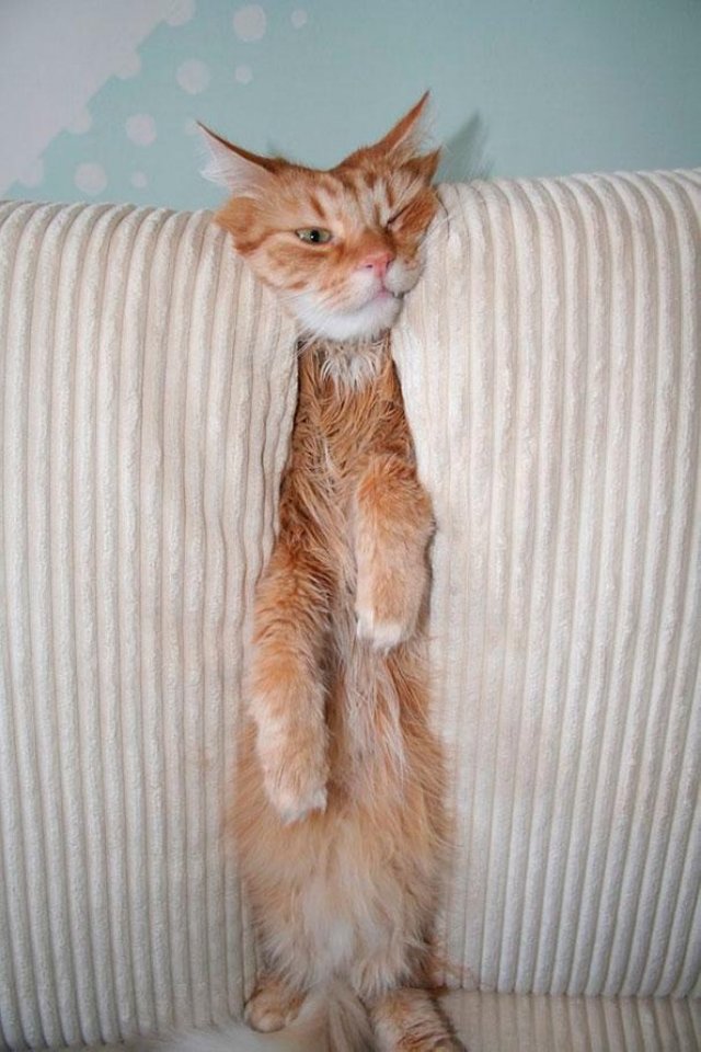 15691510-funny-cats-dogs-stuck-furniture-32-1502959110-650-71f93a34fc-1503691961 (1).jpg