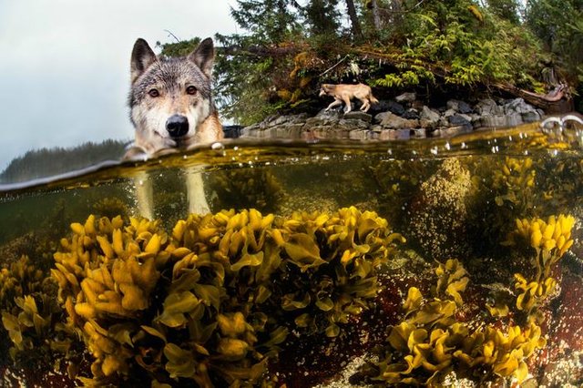 swimming-sea-wolves-pacific-coast-canada-ian-mcallister-3.jpg