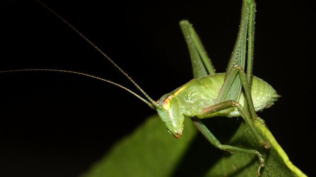 Garden Katydid BY Tas 2018-01-11 n4.jpg