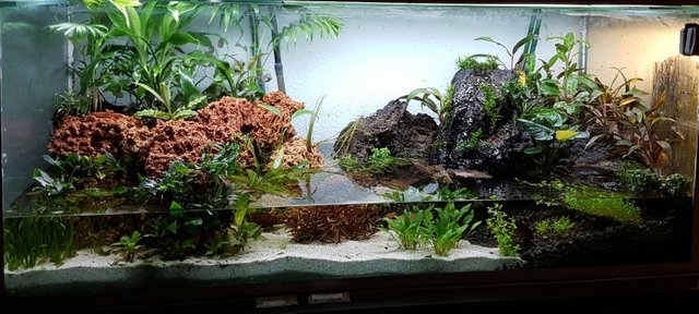 What is a Paludarium and How to Build a Paludarium?