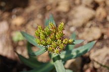 rhodiola.JPG