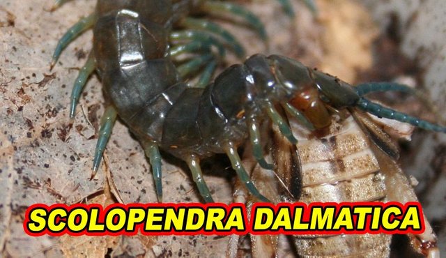 Scolopendra dalmatica.jpg