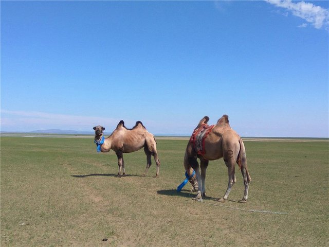 骆驼 2.jpg