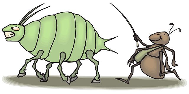 aphid ant.png