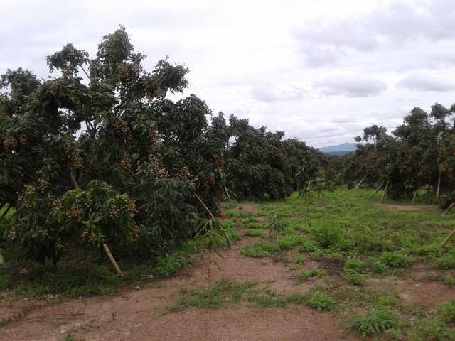 20170717_115617.jpg