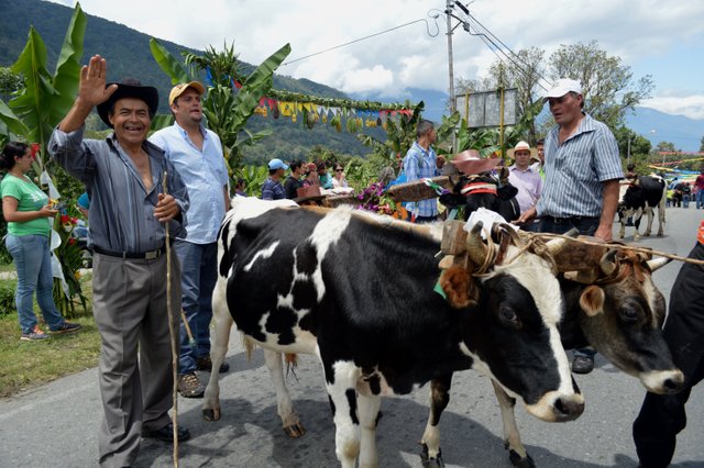 DESFILE  DE  LOS  BUEYES.JPG