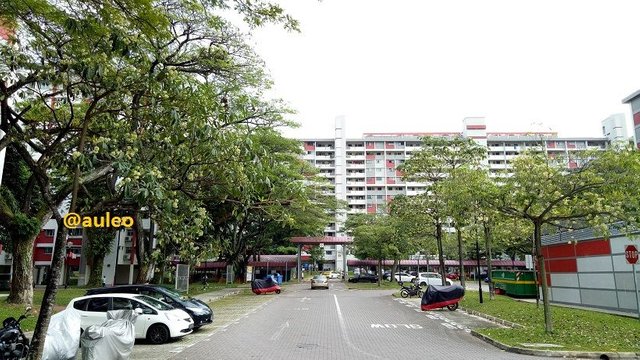 pulai06.jpg