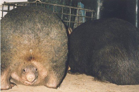 wombat pouch.jpg