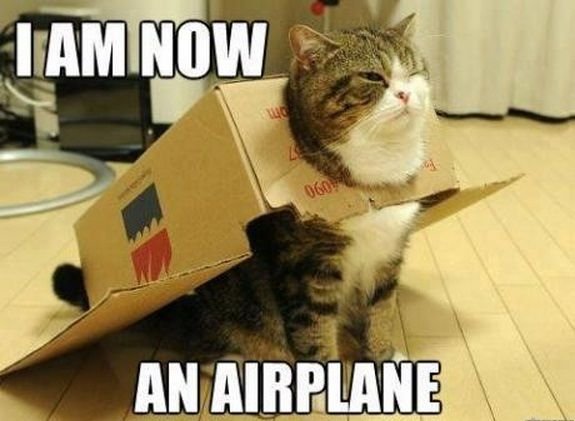 air plane cat.jpg