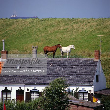 700-01072741em-horses-on-dike-behind-house-paal-netherlands-stock-photo.jpg