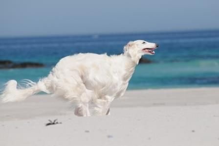 BORZOI DOG.jpg