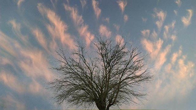 Cloud-Tree--07.jpg