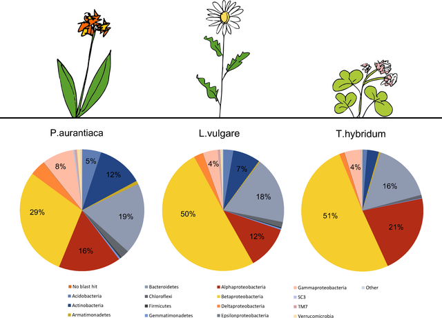 REVIEW OF PLANT KINGDOM: BACTERIA 1 — Steemit