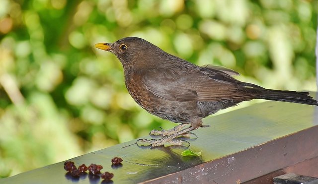 cantar de los pajaros.jpg