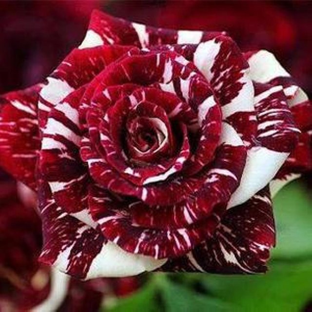 tanaman_bunga_mawar_batik_merah_putih.jpg
