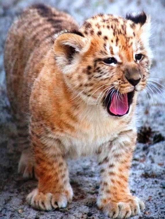 Big Cats (1).jpg