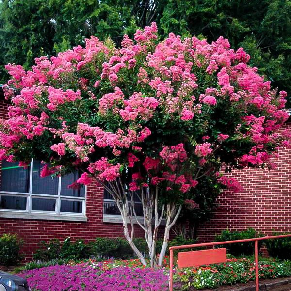 pink-velour-crape-myrtle-new.jpg