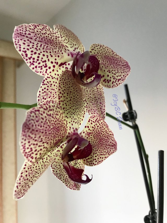 fancy orchids 1.JPG