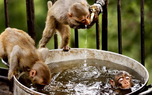 Macaquinhos-HD-1080x675 (1).jpg