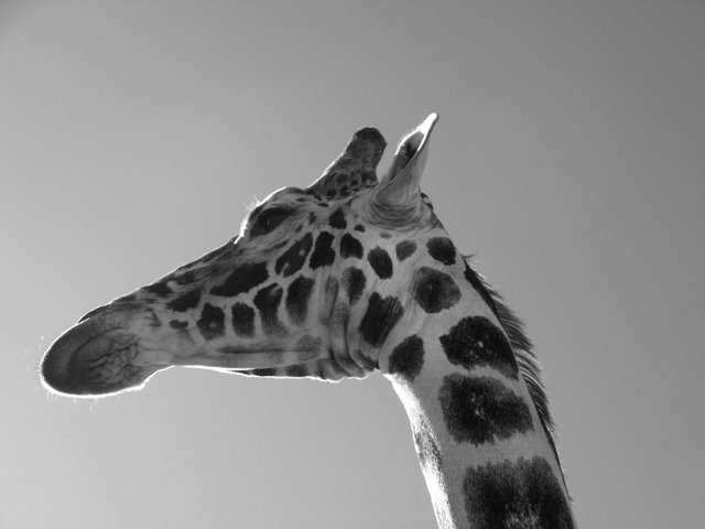 giraffe animal.JPG