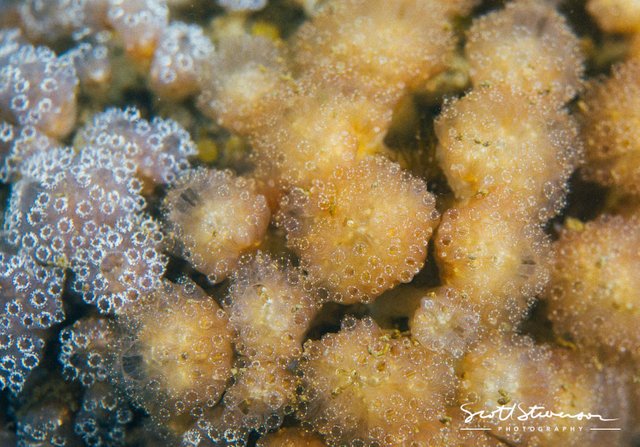 Mushroom Compound Tunicate-2.jpg