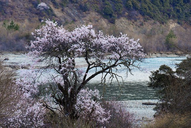 Adventures in Tibet 7.jpg