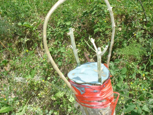 DSC01388.JPG