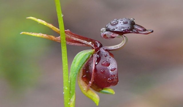 duck-orchid021.jpg