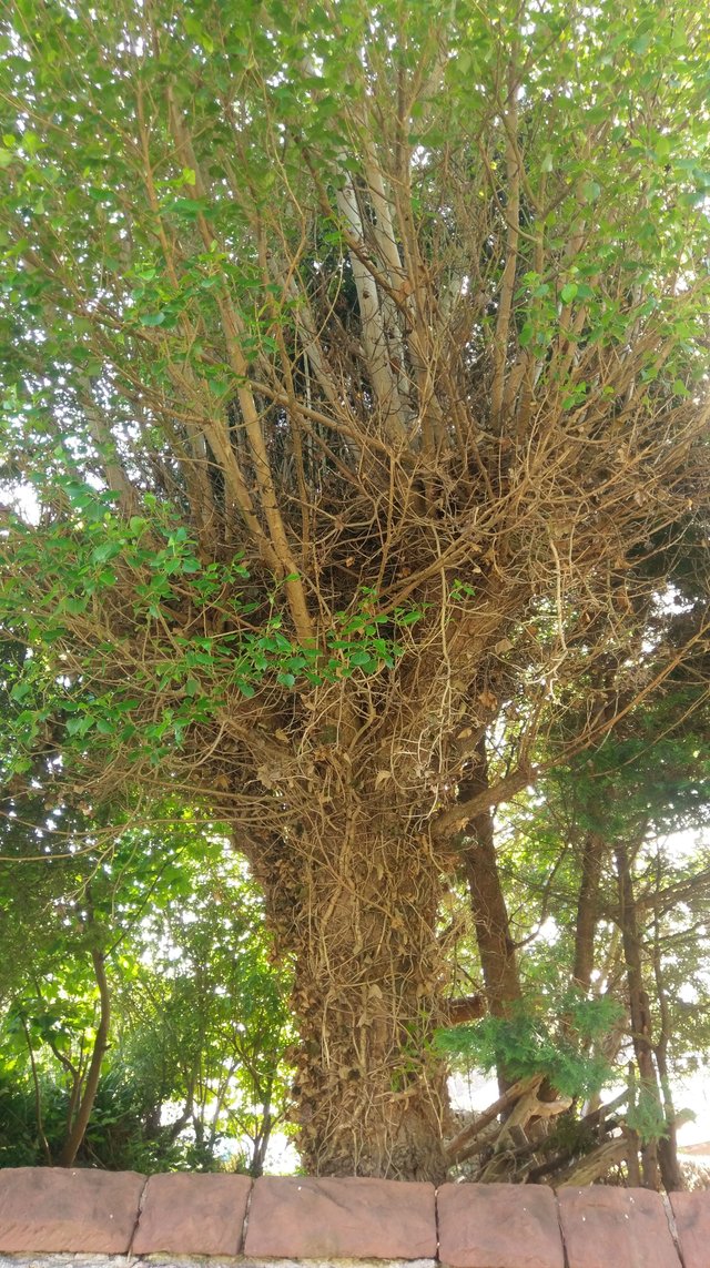 IMAG0964.jpg