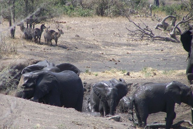 KNP Satara-Lower Sabi 2009 170.JPG