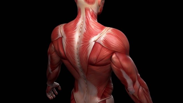 complete-3d-animation-of-the-muscles-of-the-human-male-body-alpha-included_r8lj9p6mx_thumbnail-medium03.jpg