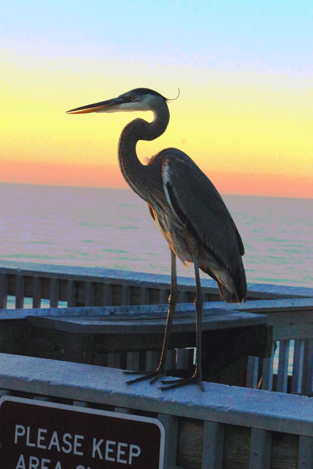 bird on pier (2).jpg