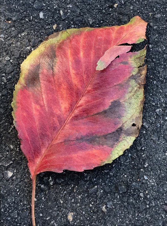 Red Leaf.jpg