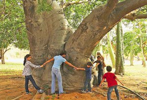 el-c3a1rbol-de-el-principito-foto-panorama-com-ve.jpg