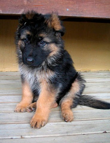 369px-GSD_Puppy.jpg