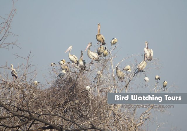 Bird Watching Tours (Slide Homepage).jpg