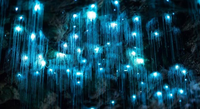 hanging-glowworms-waitmoto-cave-new-zealand.ngsversion.1475778615251.adapt.1190.1.jpg